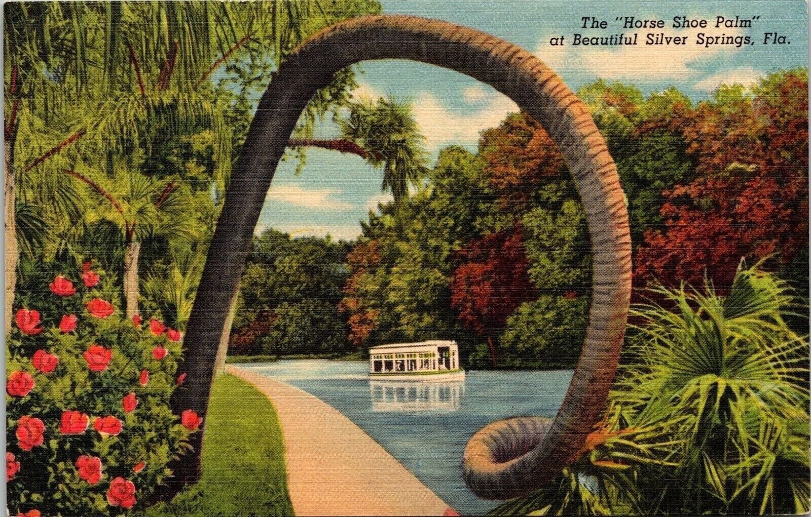 Horse Shoe Palm Silver Springs Florida FL Linen Postcard UNP VTG Curteich Unused