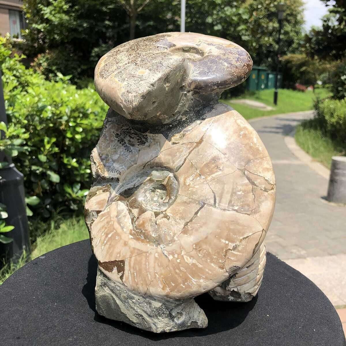 11.59LB Natural Beautiful Ammonite Fossil Conch Crystal Specimen Healing 1132