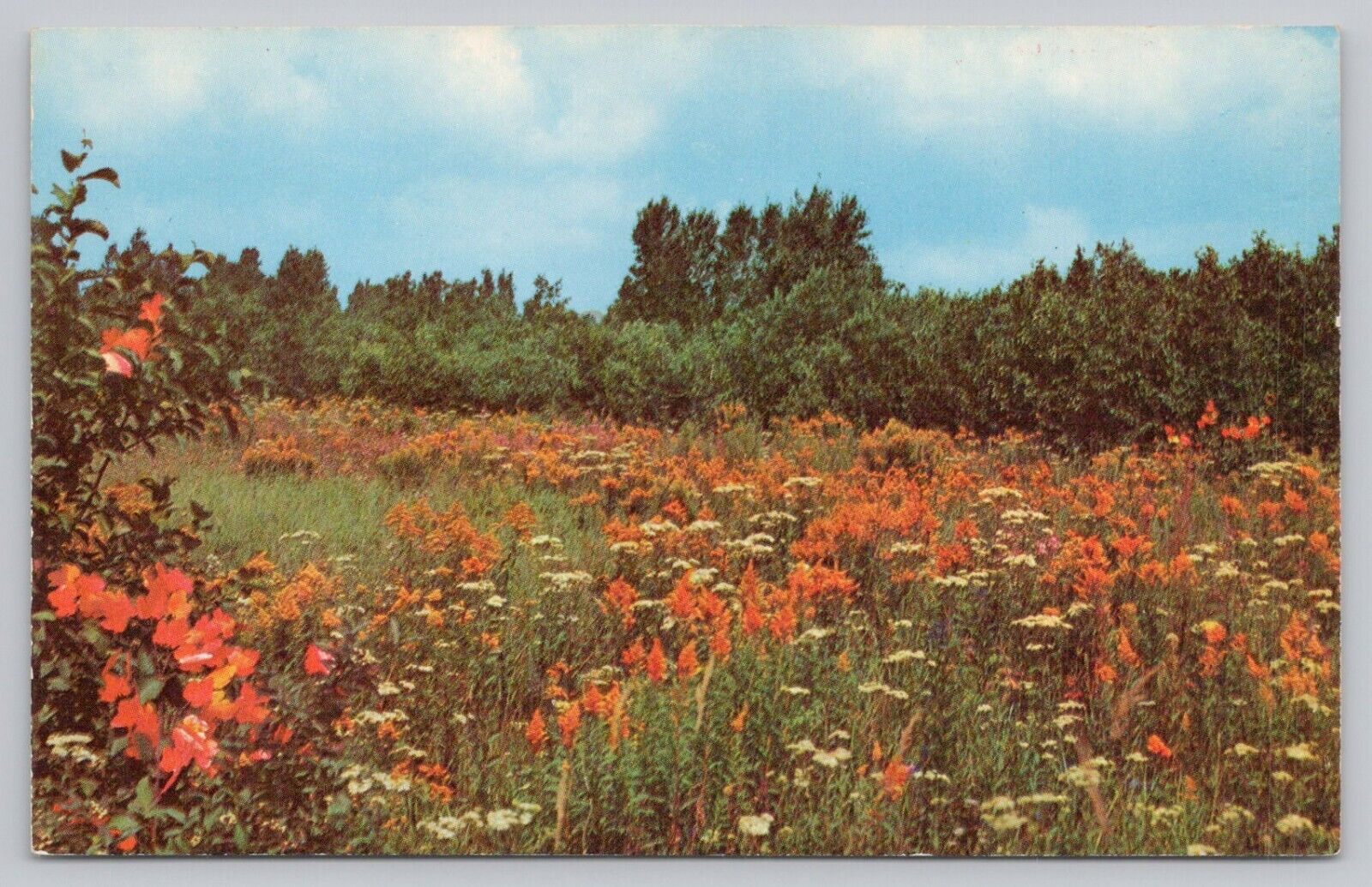 Postcard Goldenrod Field, Minnesota State Flower