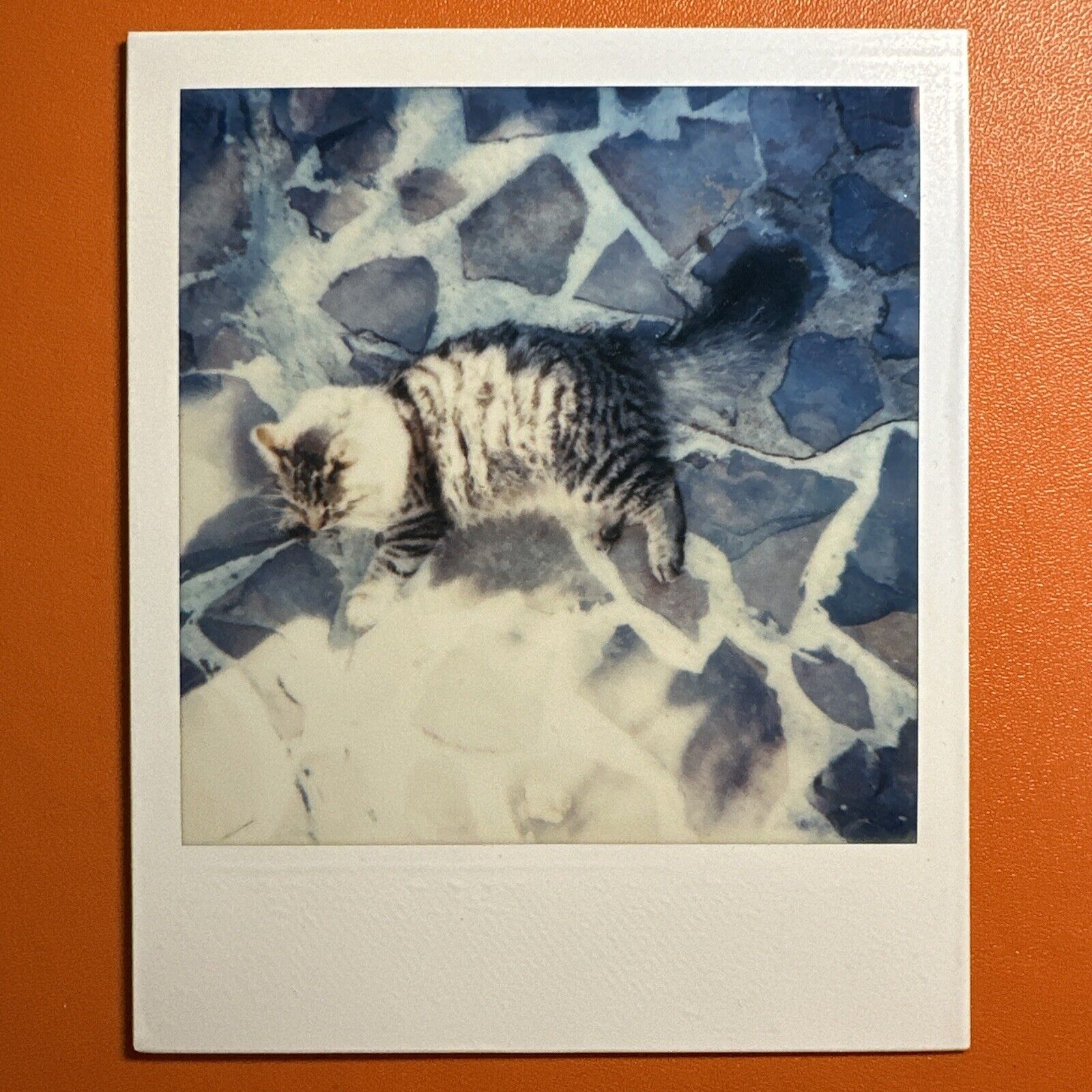 VINTAGE POLAROID PHOTO Sunbathing Cat Cute Tabby, Original Color Snapshot