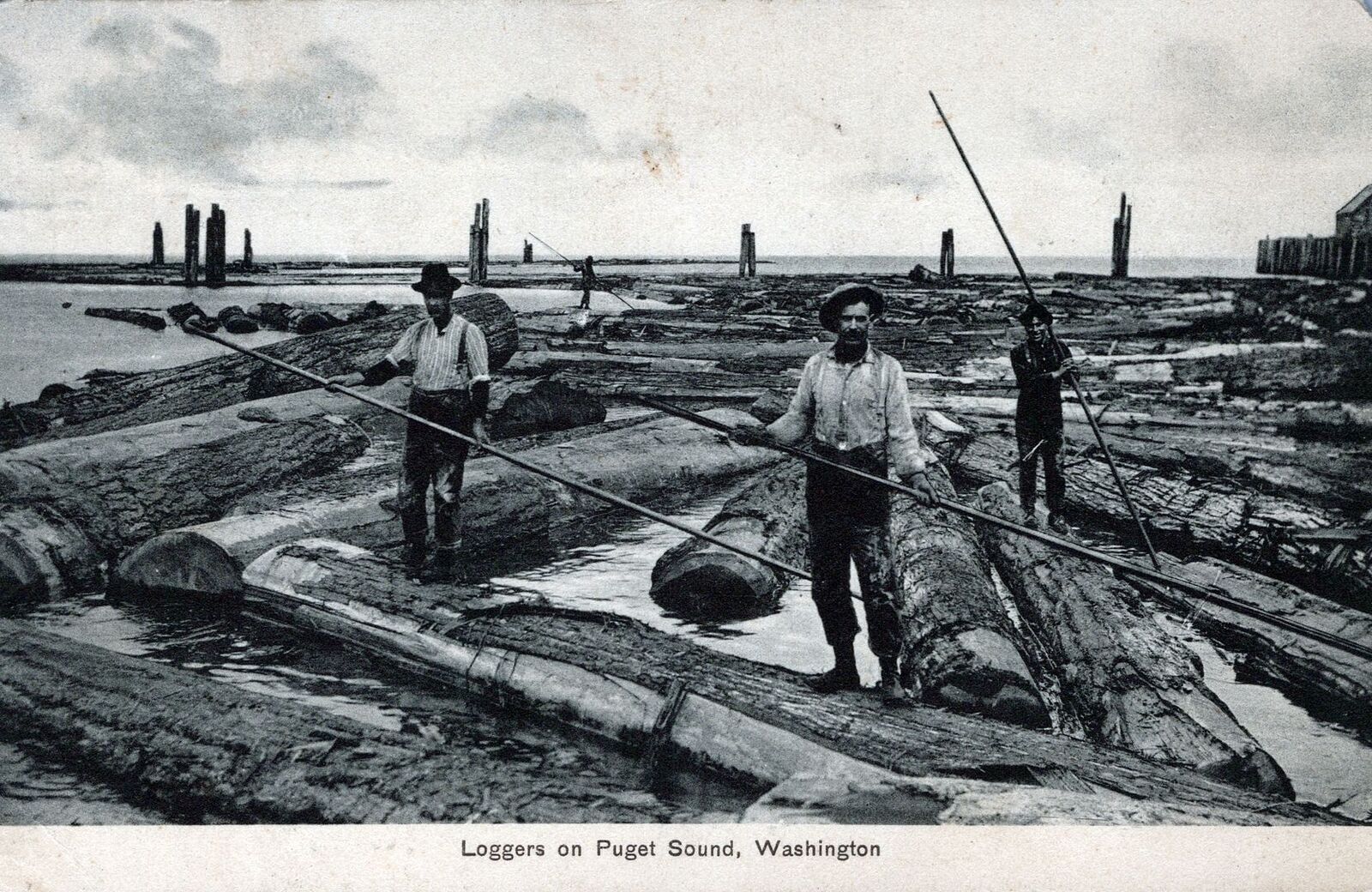 WASHINGTON WA - Loggers On Puget Sound Postcard - 1907