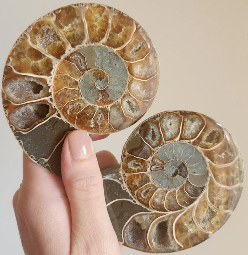 Ammonite Fossil Matched Halves Flash Large Tall Big Crystal Chakra Gemstone Nice