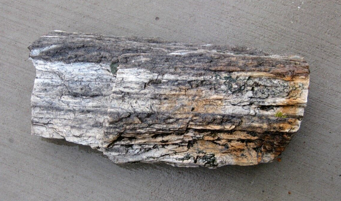 Petrified Wood from Arizona - Size 10 Lb