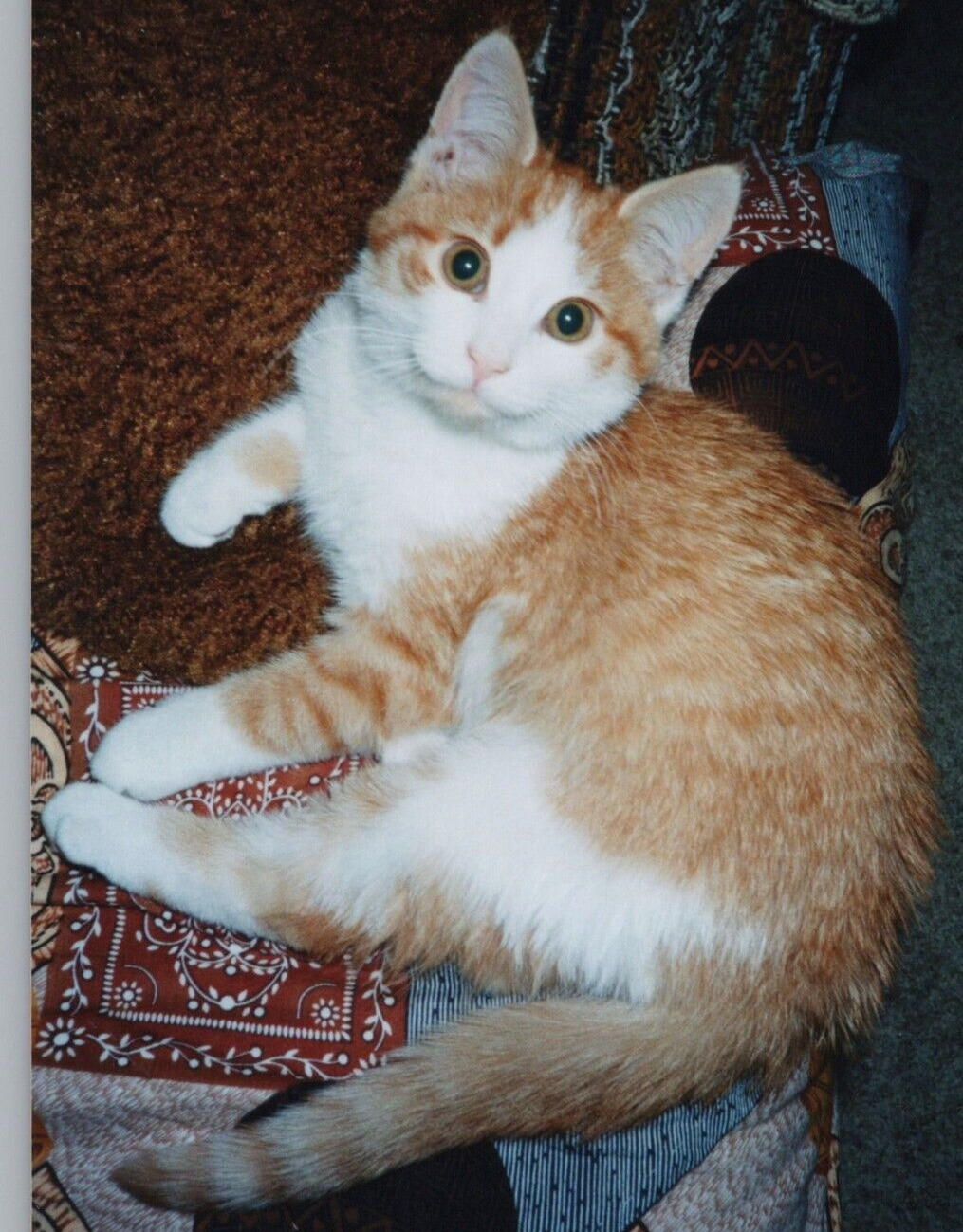 3K Photograph Cute Sweet Adorable Beloved Orange Kitty Cat Photogenic