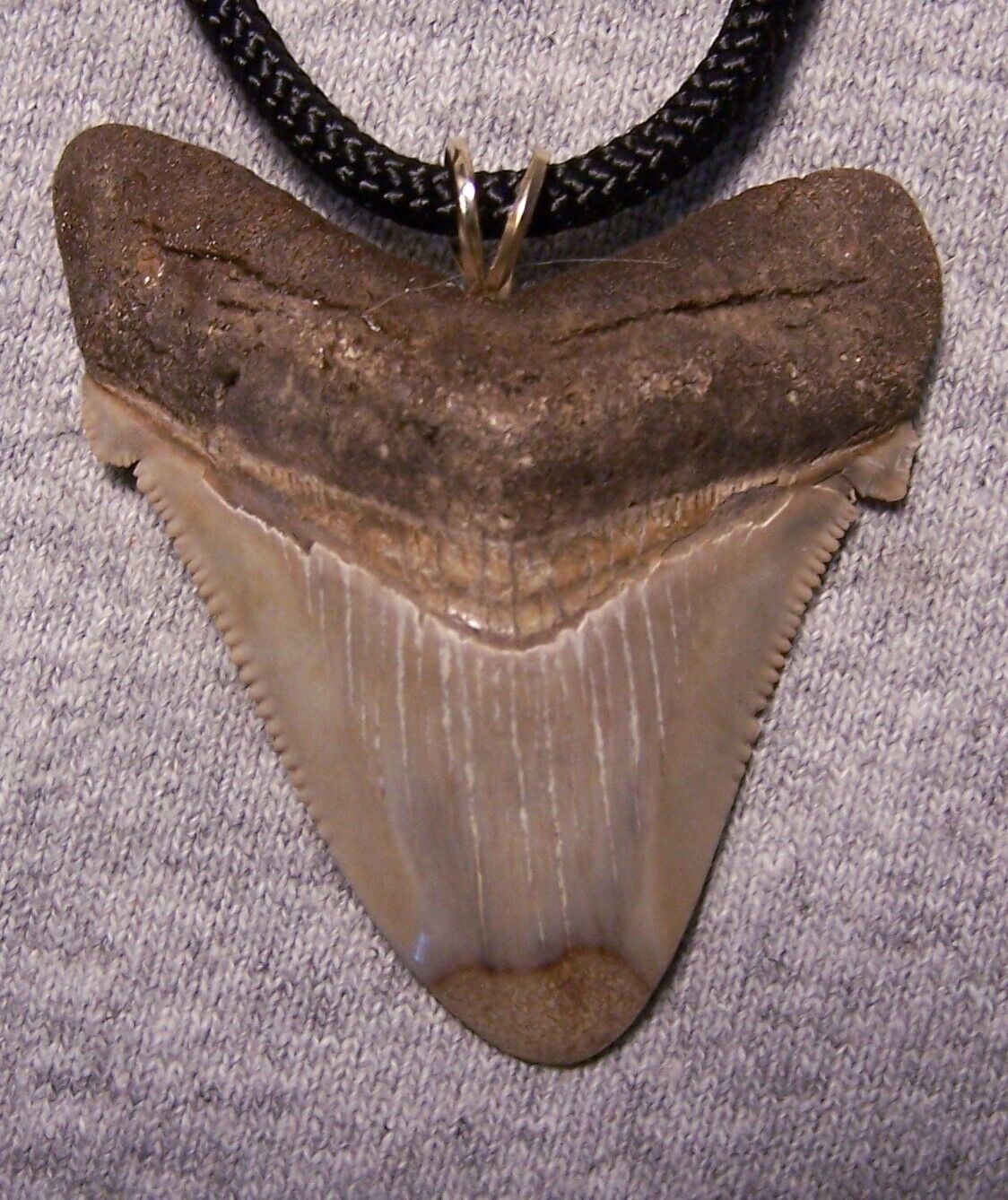 Megalodon shark tooth necklace 2 1/4\