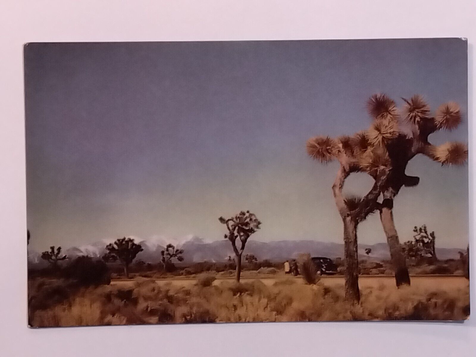Vintage Postcard Joshua Trees Unique Floral Specimen Mojave Desert California CA