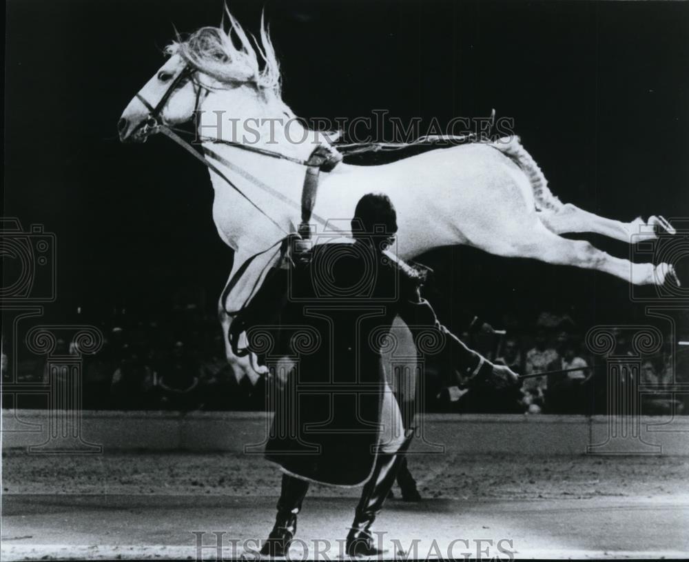 1964 Press Photo Lippizan Horse - spa21721