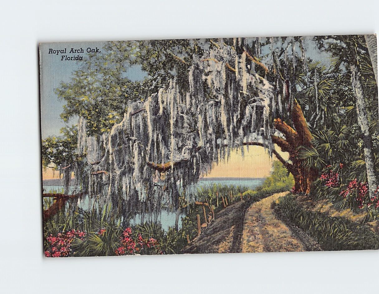 Postcard Royal Arch Oak Florida USA