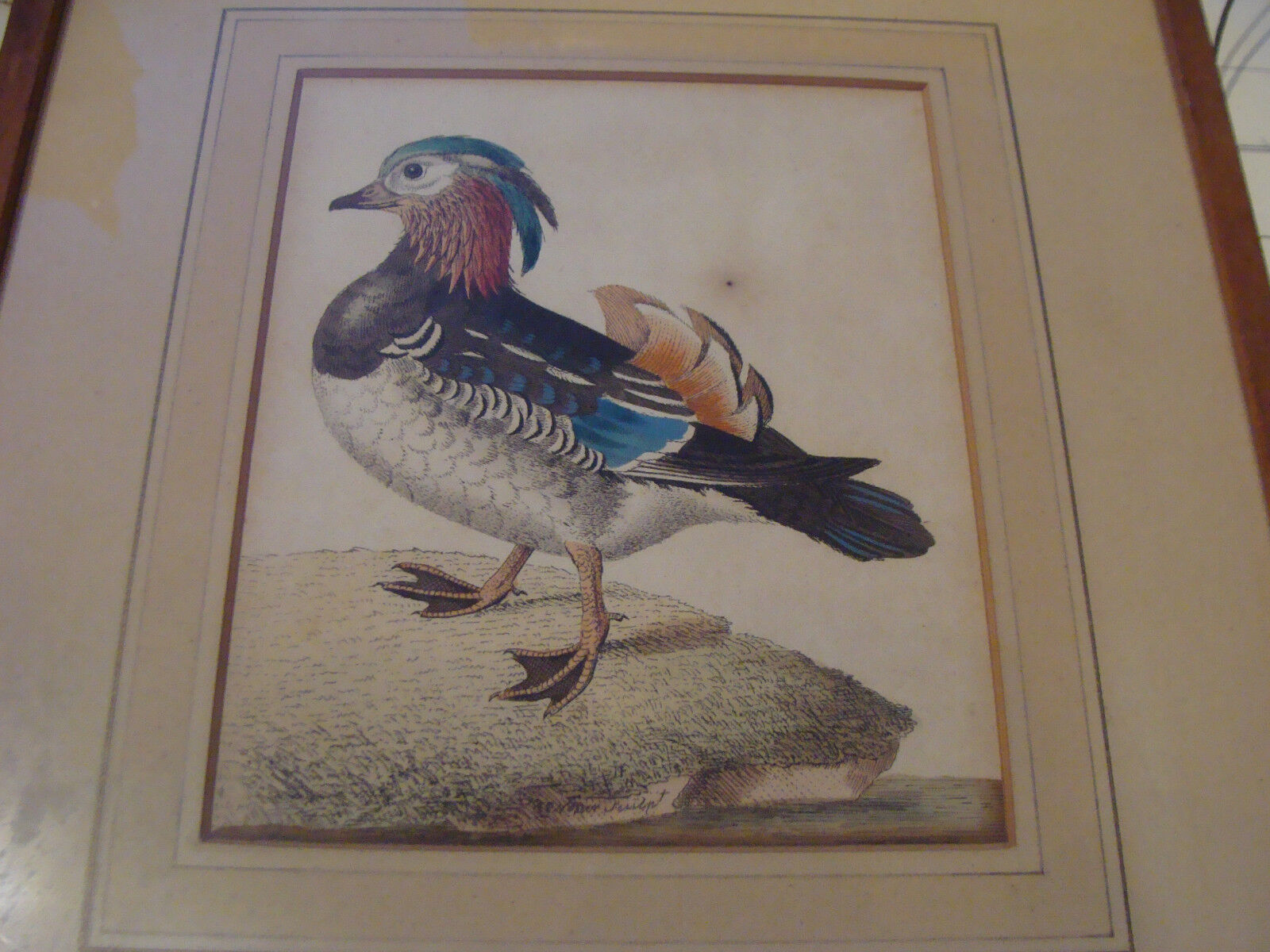 Vintage Original late 1700's Hand Colored BIRD PRINT in frame #1