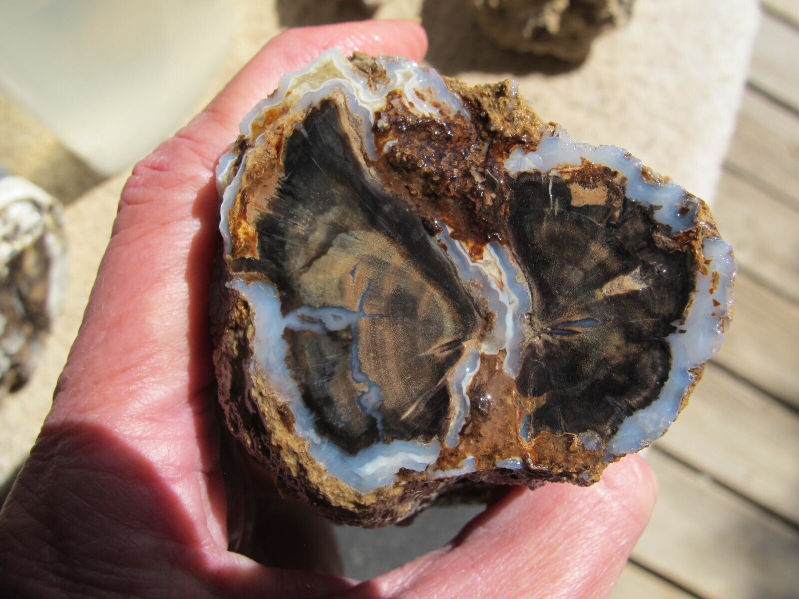 Blue Forest Petrified Wood * Dark Blue * 1 lb. 7 oz.