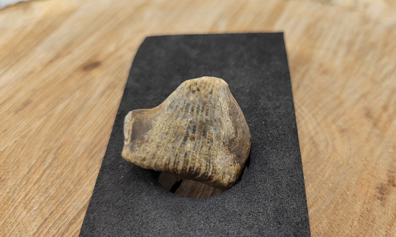Fossilized Horn Coral Mi