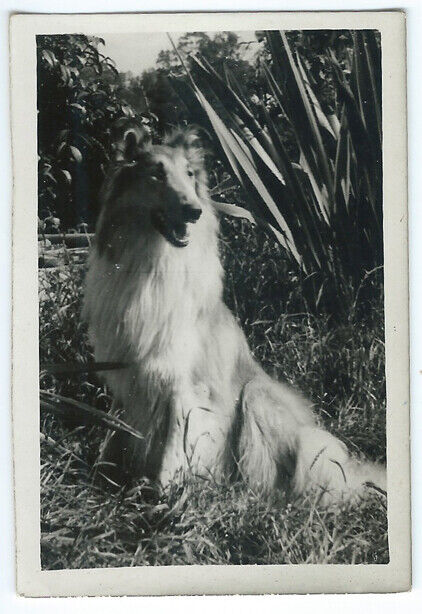 photo snapshot un chien colley - lassie - dog photo vintage 1950