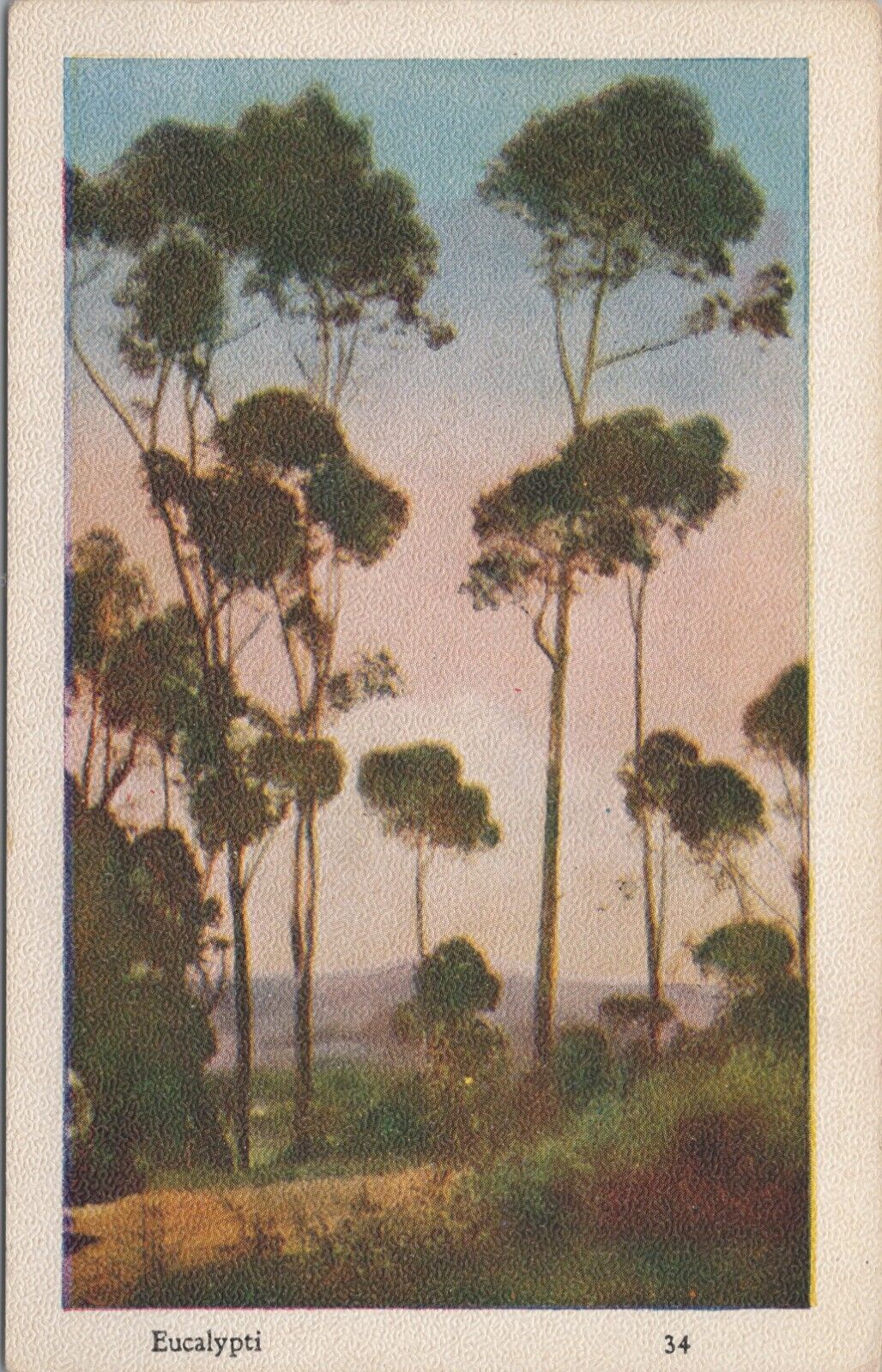 Eucalyti Eucalyptus Trees Southern California Postcard