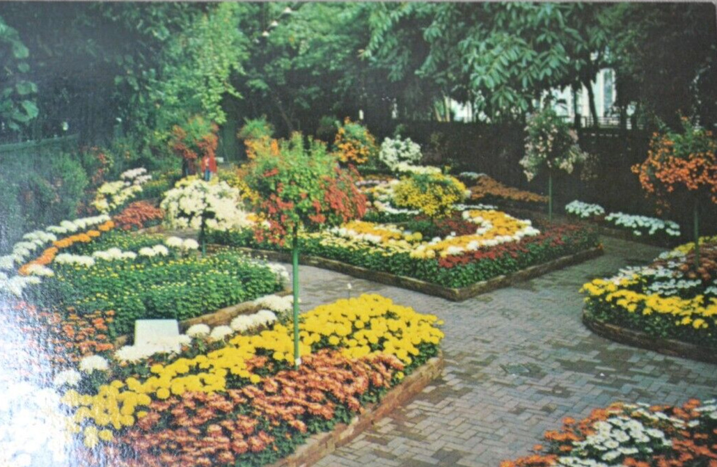 Chrysanthemum Show, Vintage Postcard, Saint Louis MO, Botanical Garden, Missouri