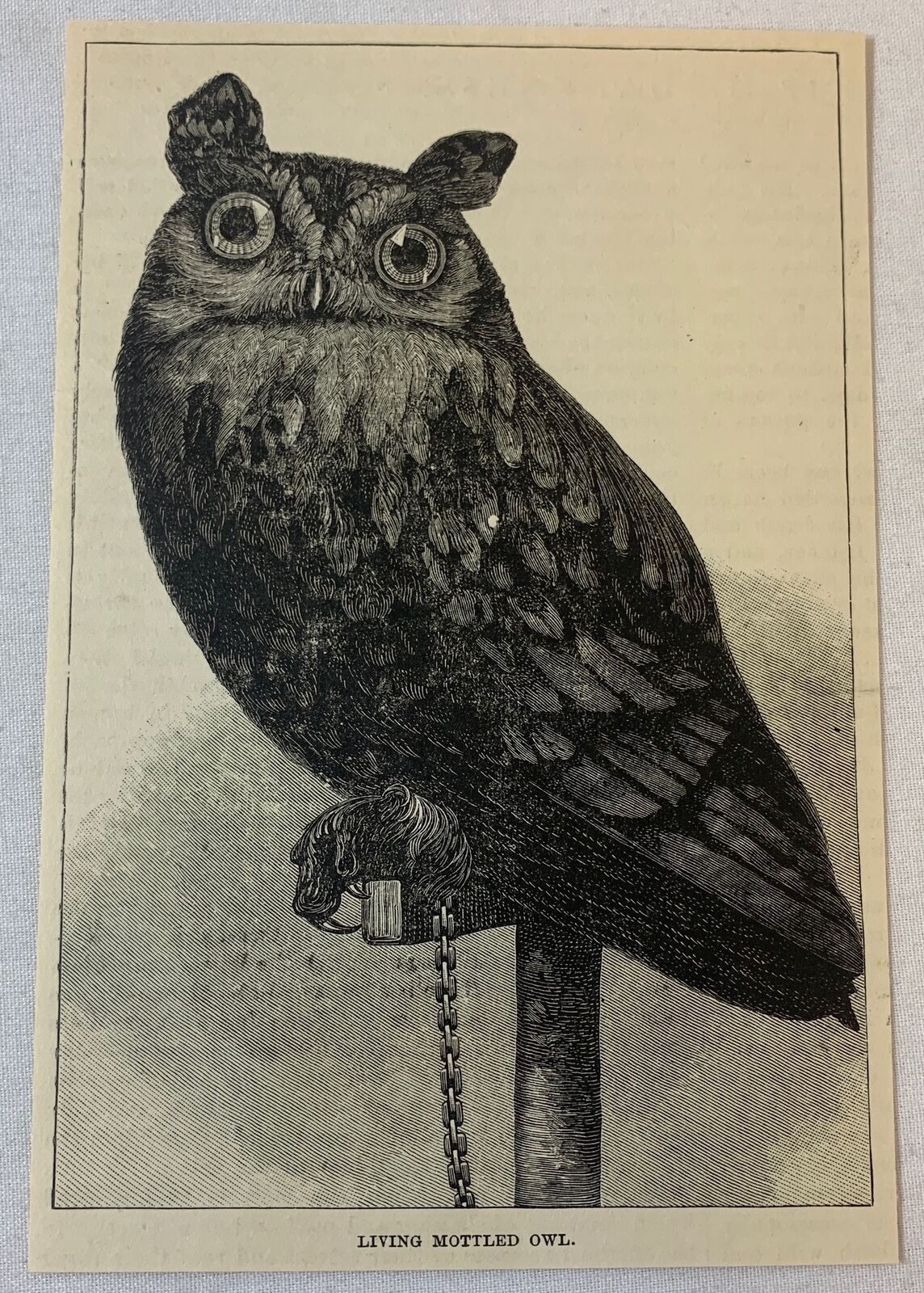 1887 magazine engraving ~ MOTTLED OWL
