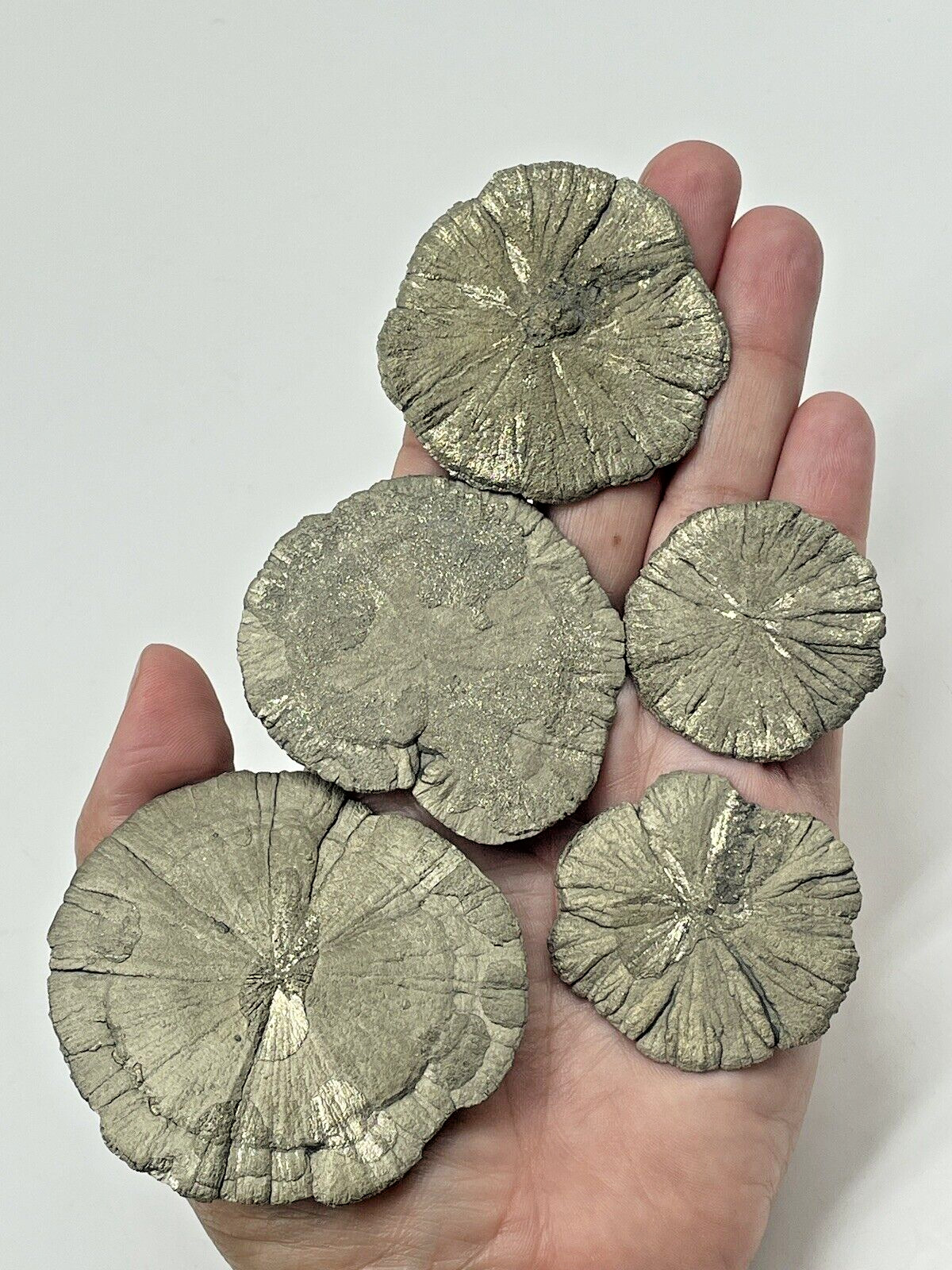 Pyrite Sun / Pyrite Dollar/ Sparta Illinois, USA/ LOT OF 10