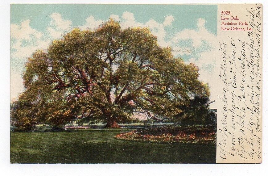 UDB Postcard,Live Oak, Audubon Park, New Orleans, La., Louisiana, 1907