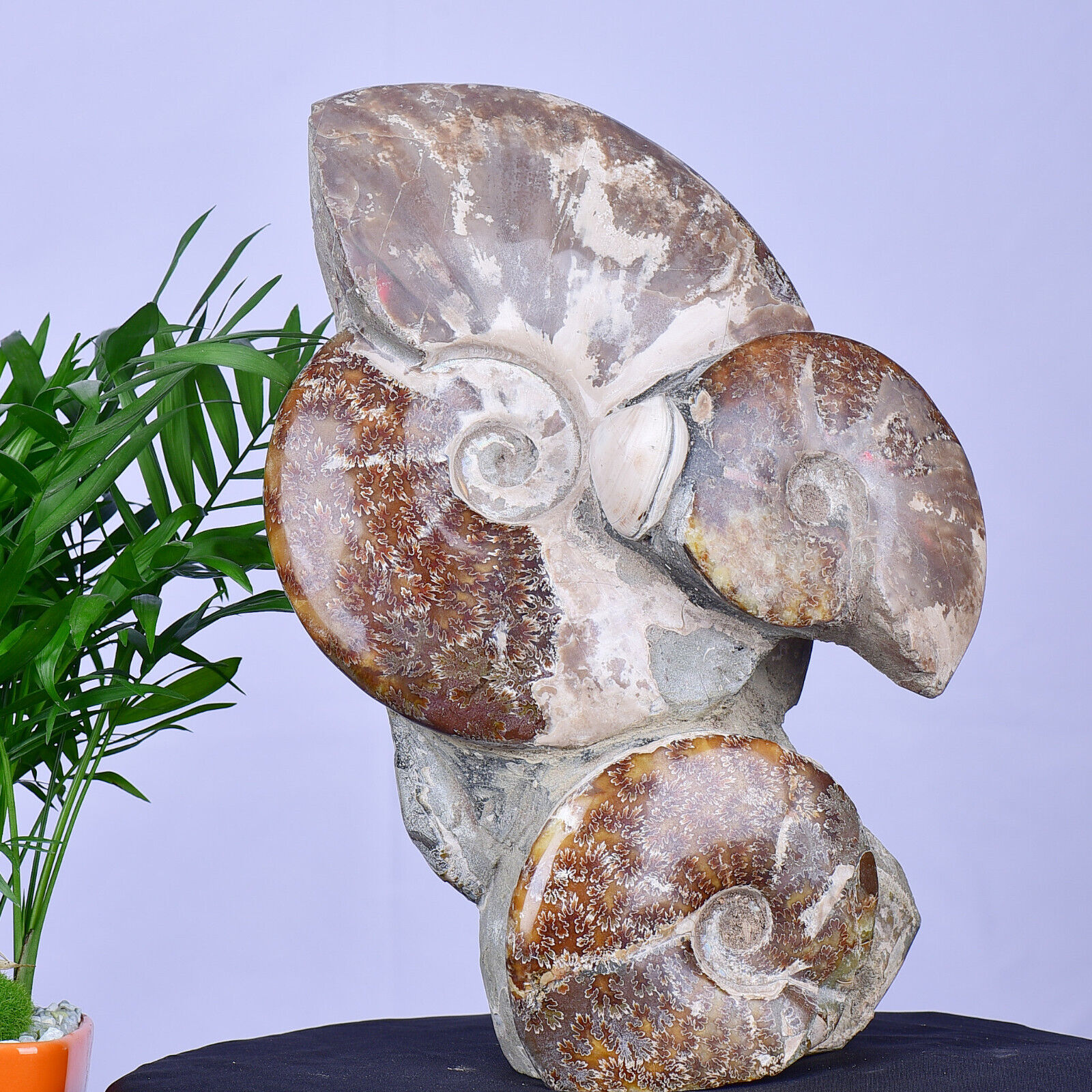 11.15LB Natural Ammonite Fossil Conch Quartz Crystal Mineral Specimens Healing