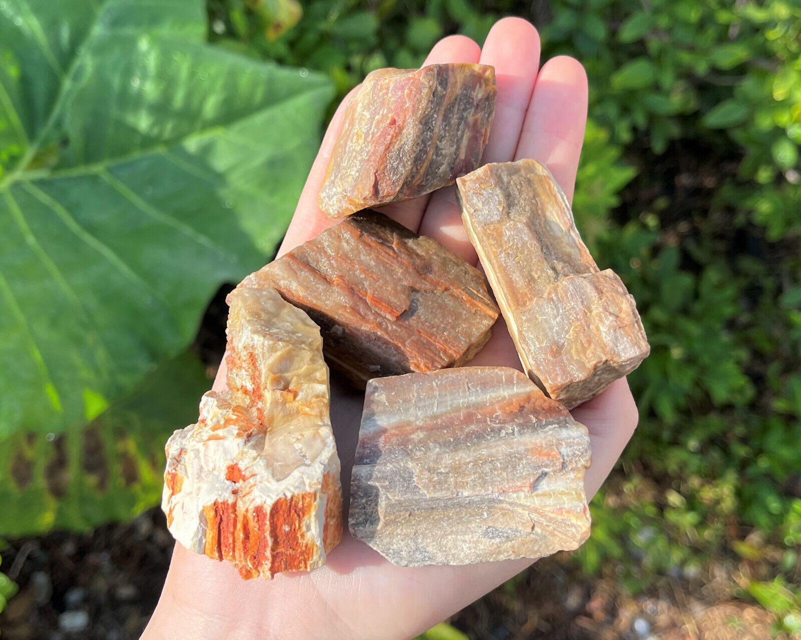 LARGE Rough Petrified Wood Natural Crystals, 2 - 3\