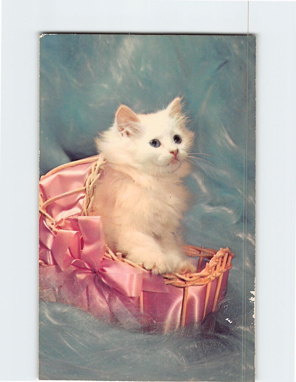 Postcard A Very Cute White Kitten in a Basket