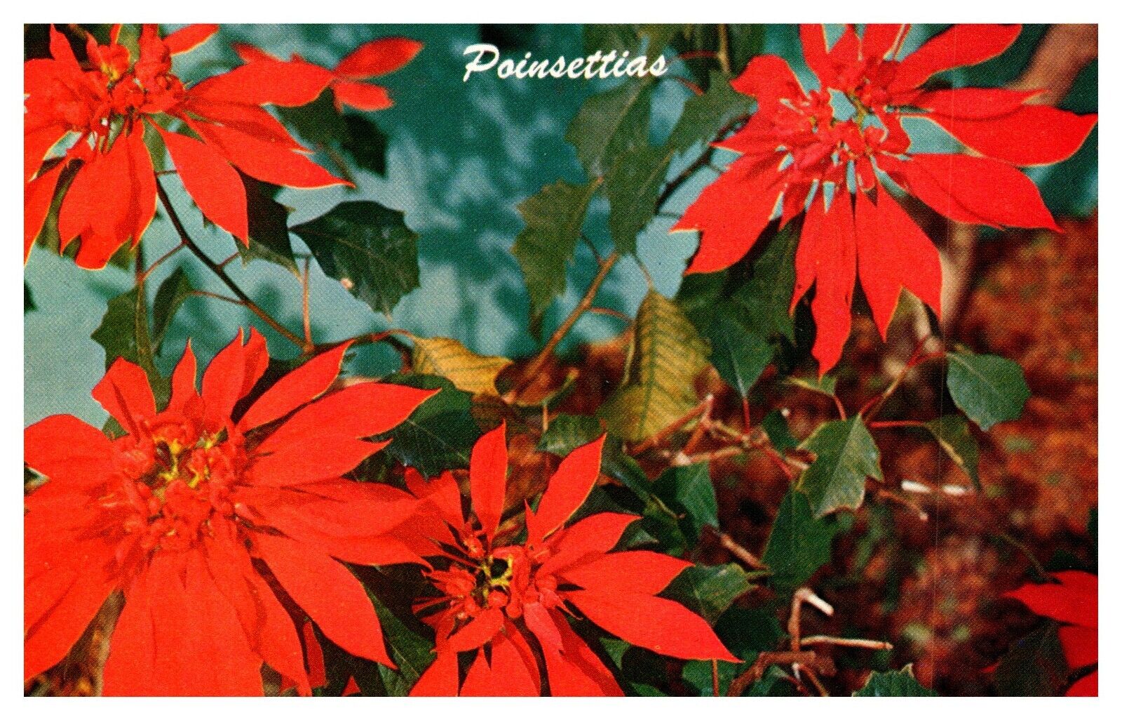postcard Poinsettias A1782
