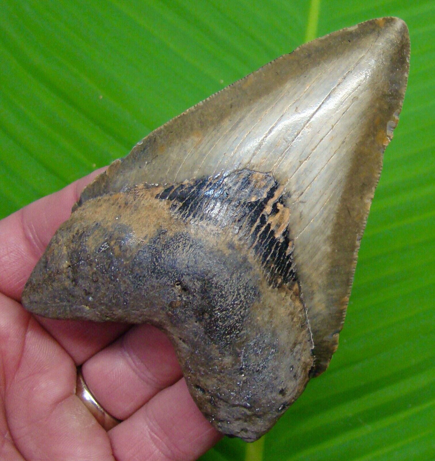 MEGALODON SHARK TOOTH  - 4 & 1/2 in.  SERRATED - REAL FOSSIL MEGLADONE
