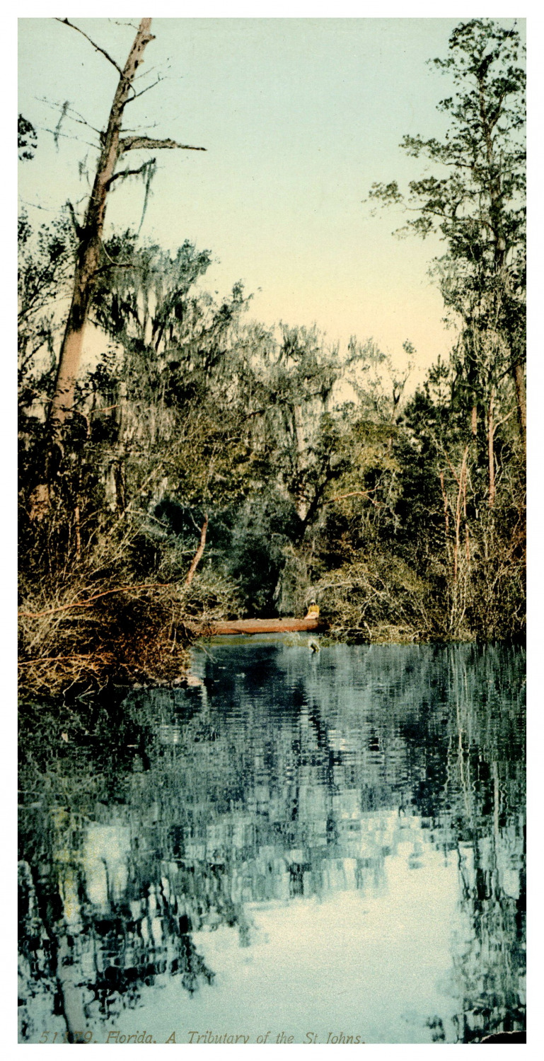 Florida, a tributary of the St. Johns Vintage Print Print, Photochromy, Vint