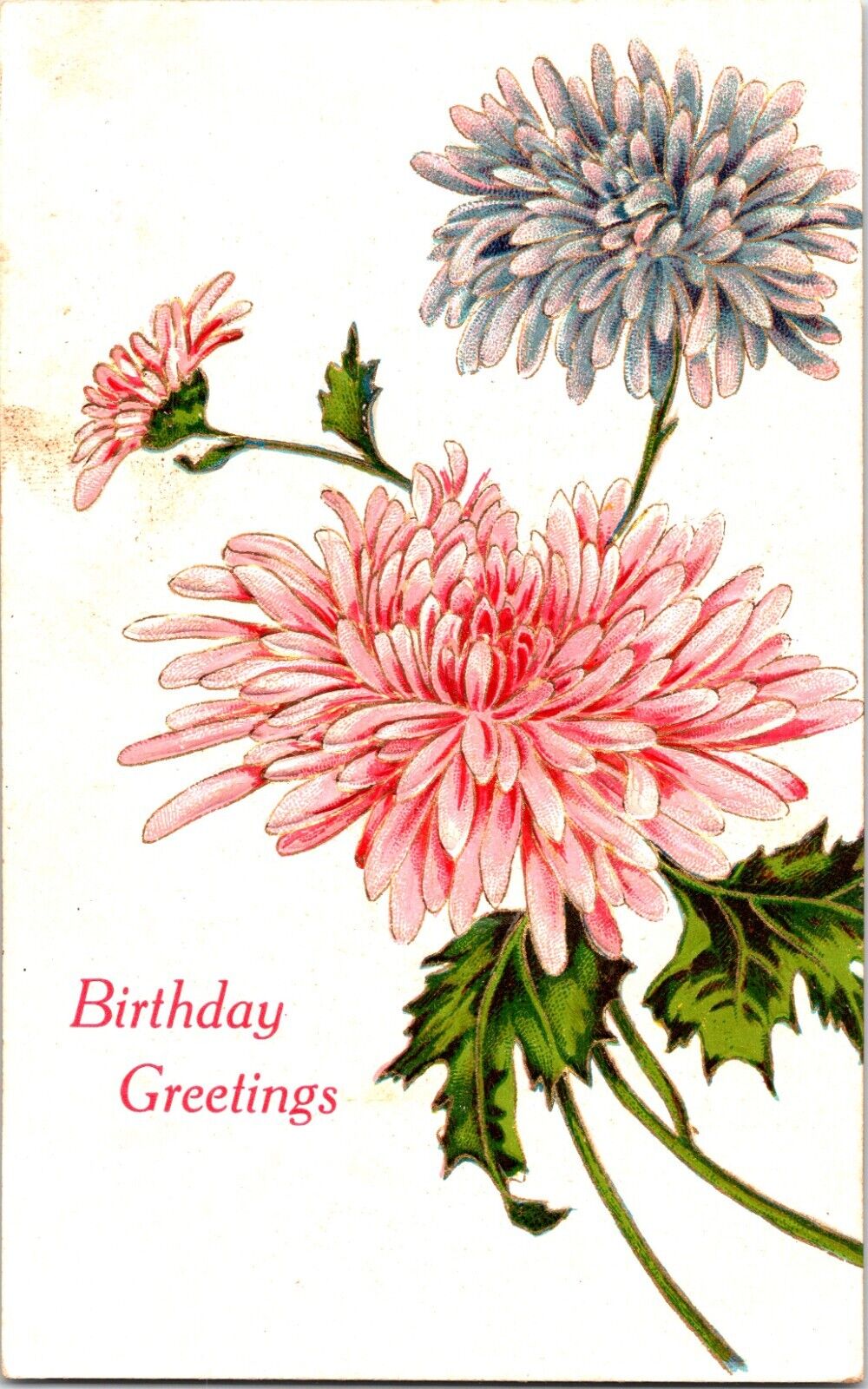 Embossed Postcard Pink & Purple Chrysanthemum Flowers Birthday Greetings