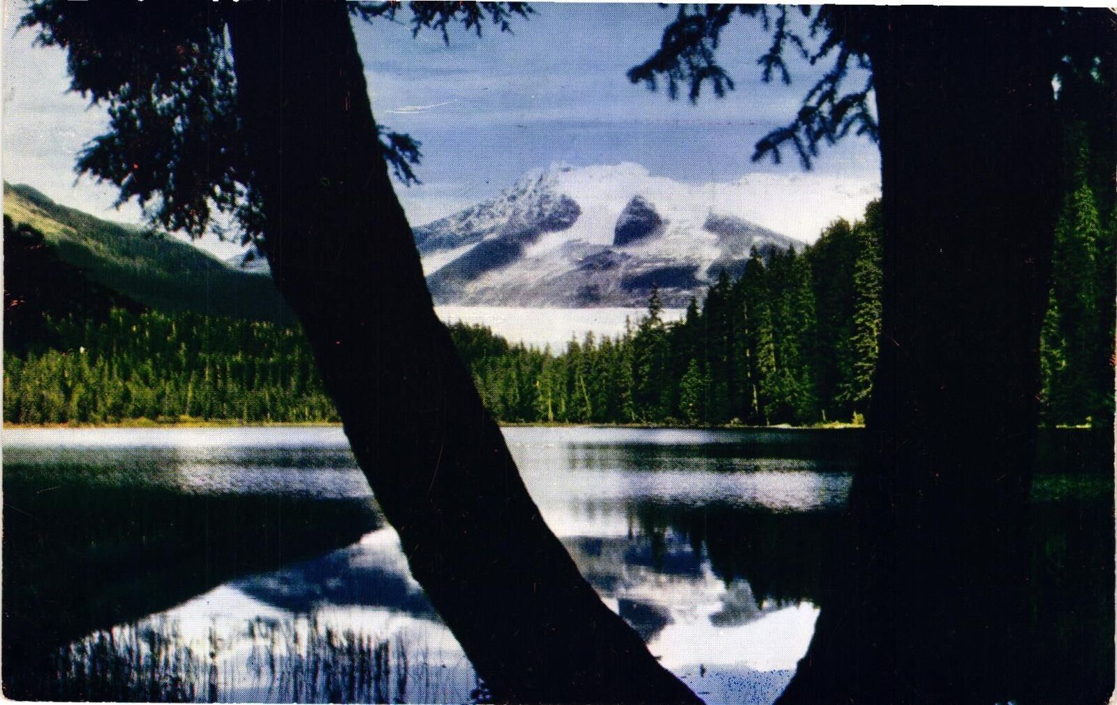 Vintage Postcard- Alaskan Glacier through Tree Trunk.