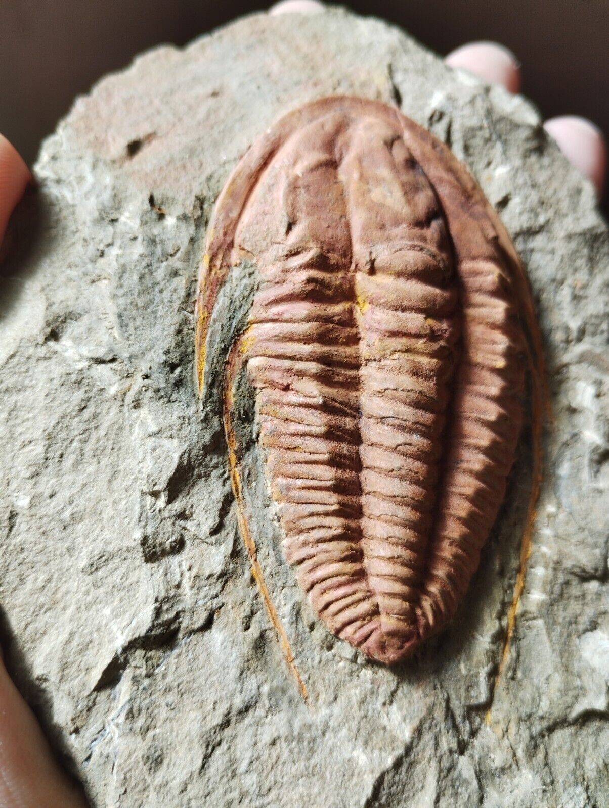 3inch Hamtolenus Vincenti Trilobite Cambrian Trilobite from Morocco