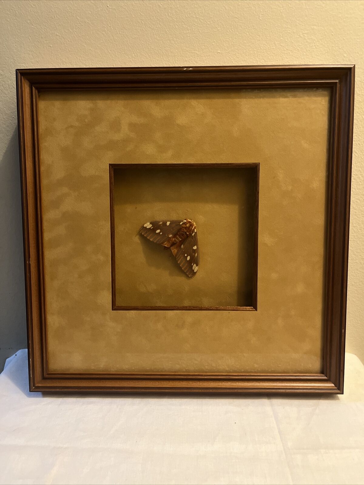 Framed Mounted Regal Moth Display Citheronia Regalis Hickory Horned Devil