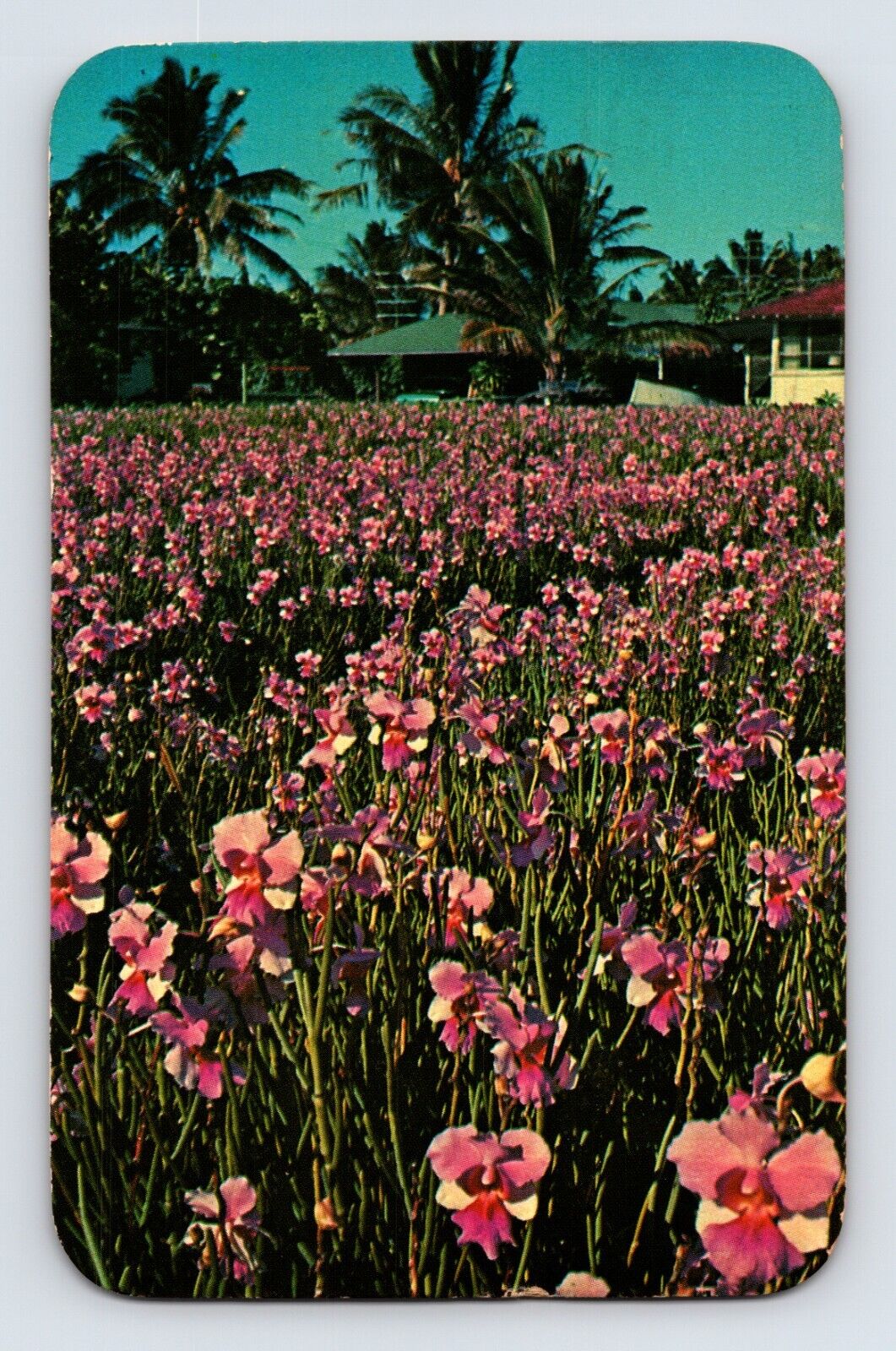 Postcard Hawaii Hilo HI Orchid Field Vanda 1967 Posted Chrome