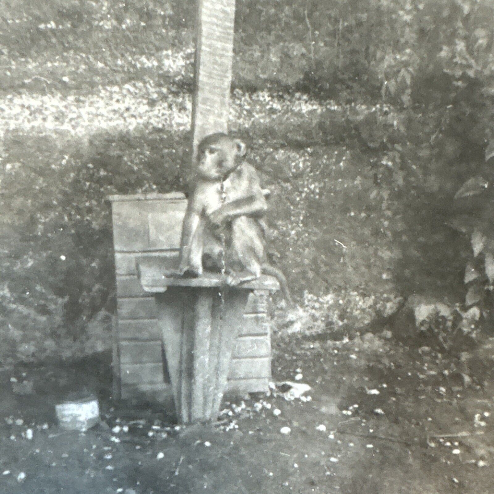VINTAGE PHOTO Pet Monkey On A Leash Rhesus Macaque Original 1950s Weird Pet