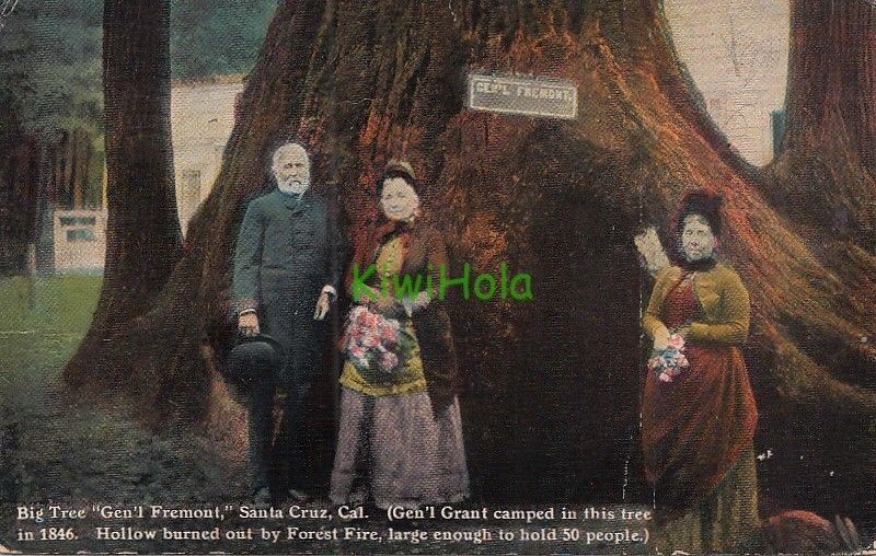 Postcard Big tree General Fremont Santa Cruz CA 1951
