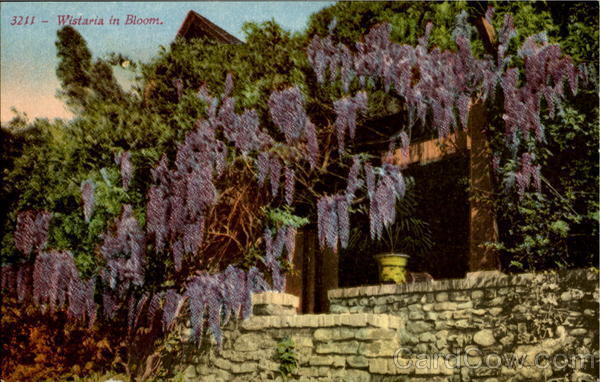Flowers Wistaria In Bloom Souvenir Post Card Co. Antique Postcard Vintage