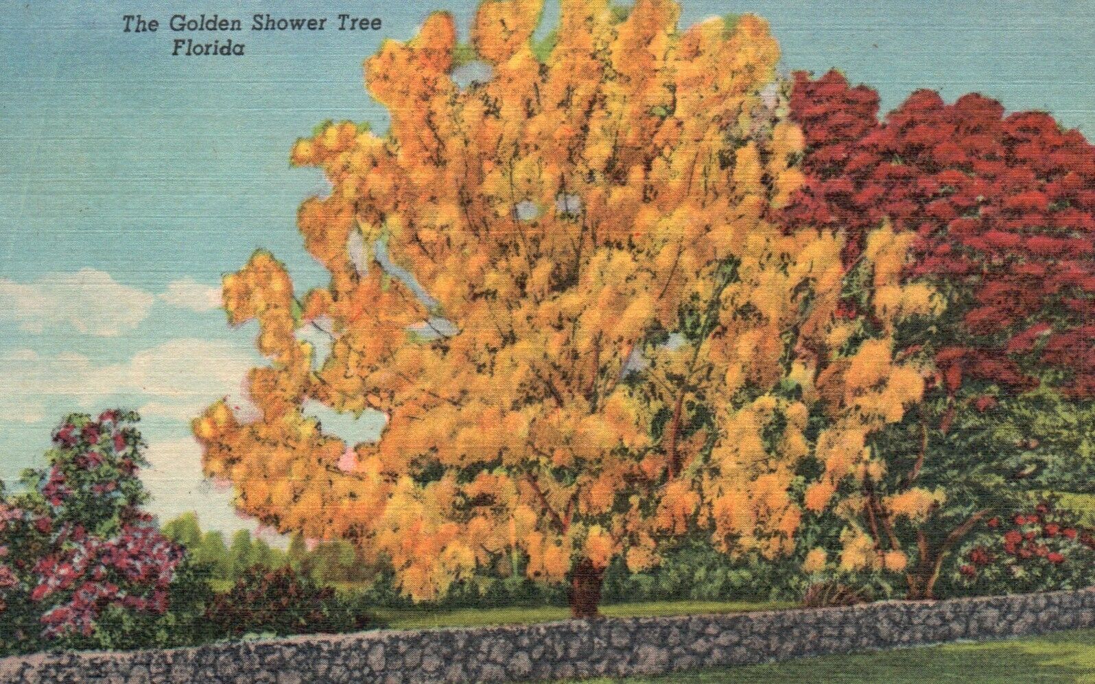 Postcard FL Golden Shower Tree Florida 1961 Linen Antique Vintage PC e2059