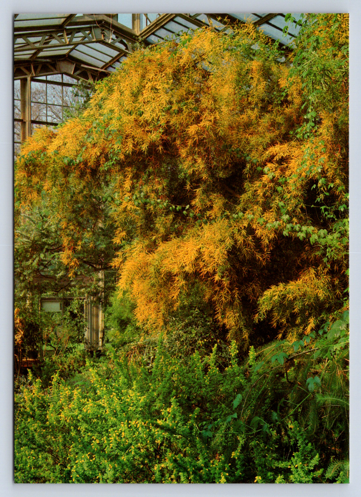 Vintage Postcard Royal Botanic Gardens Kew Australian house