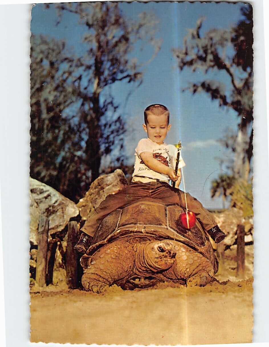 Postcard Little Boy Riding on Huge Galapagos Tortoise Florida\'s Silver Springs