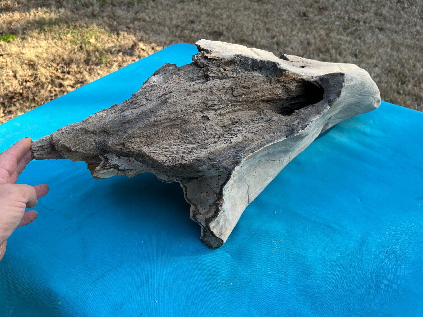 Rare Texas Live Oak Petrified Wood Full Round Large Log Covered Druzy Crystals