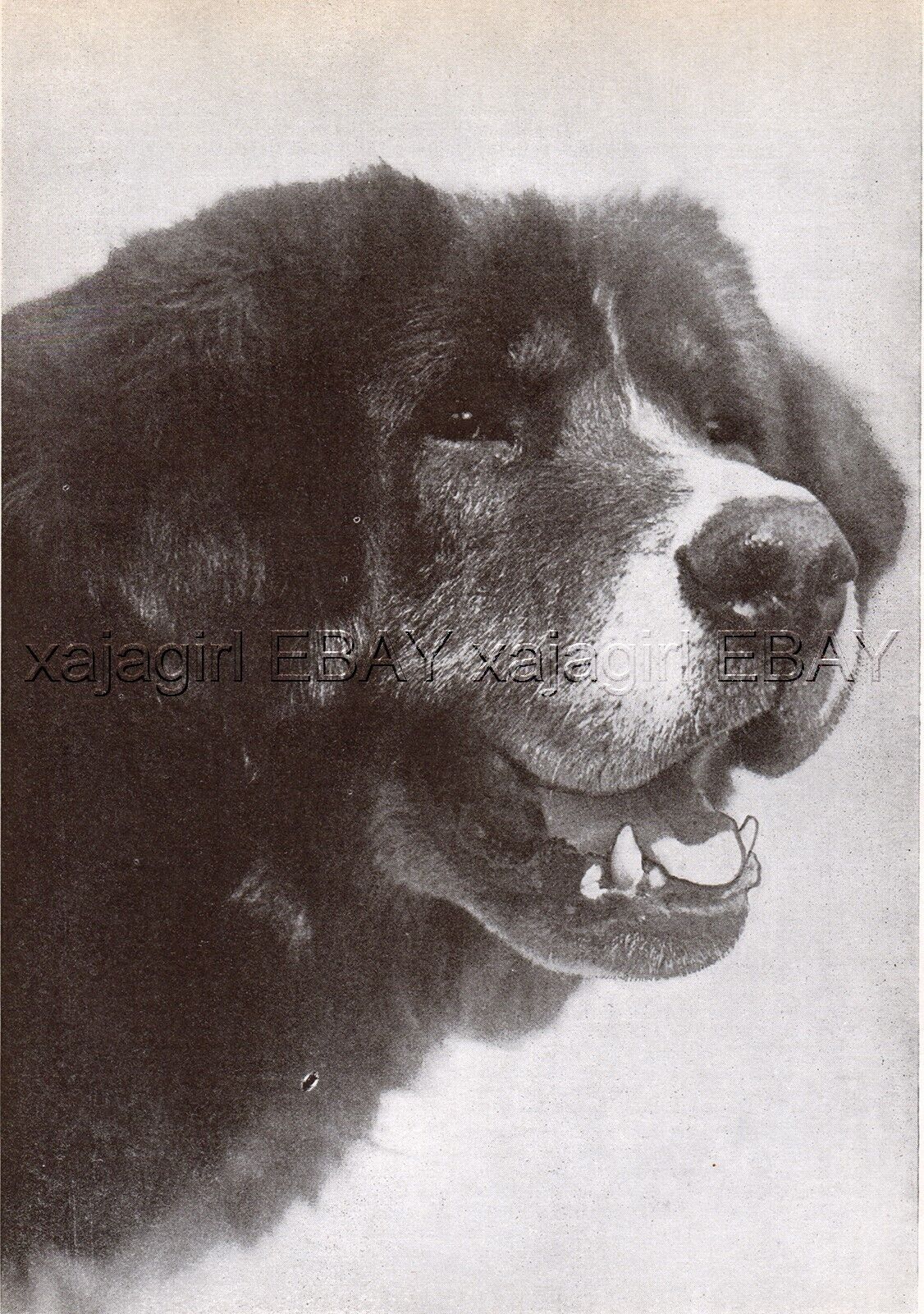 DOG Tibetan Mastiff (Named) Brambledown Kennels Sheerness England, 1930s Print