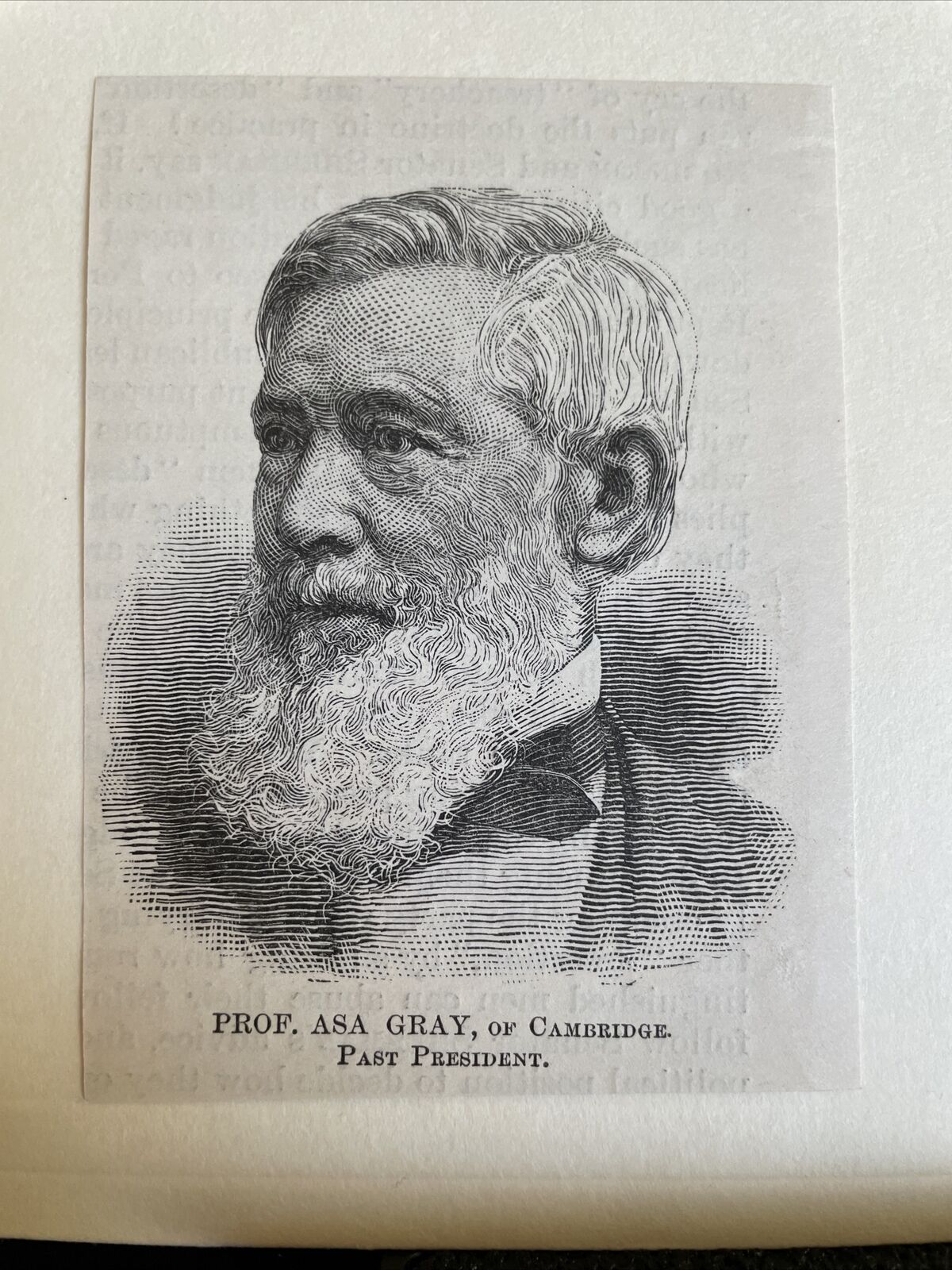 Prof. Asa Gray Cambrindge Botanist 1884 Harper\'s Weekly Sketch Print RARE