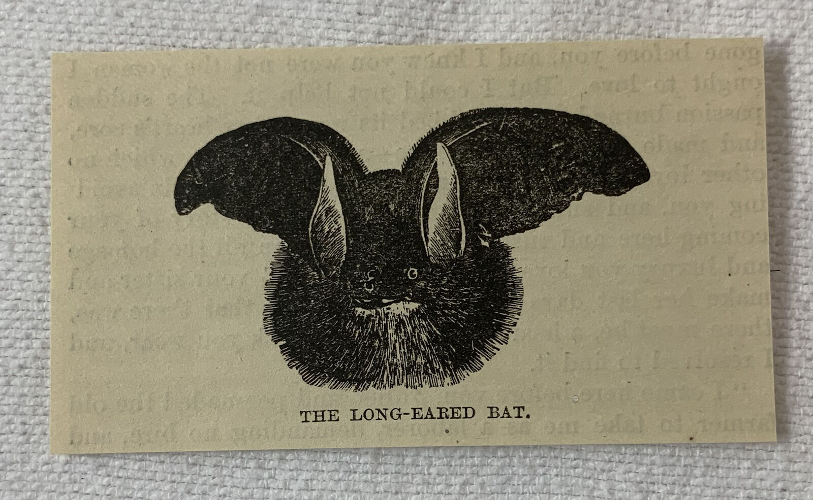 small 1883 magazine engraving~ LONG-EARED BAT