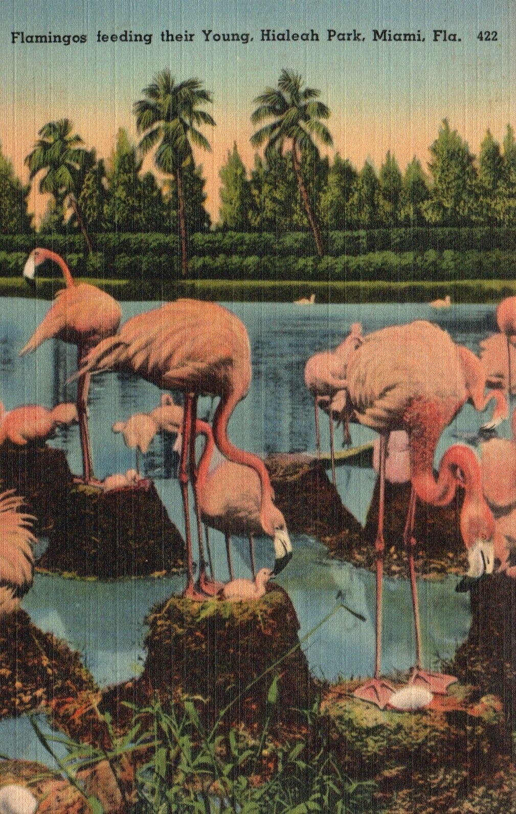 Postcard FL Miami Hialeah Park Flamingos feeding Young Linen Vintage PC J790