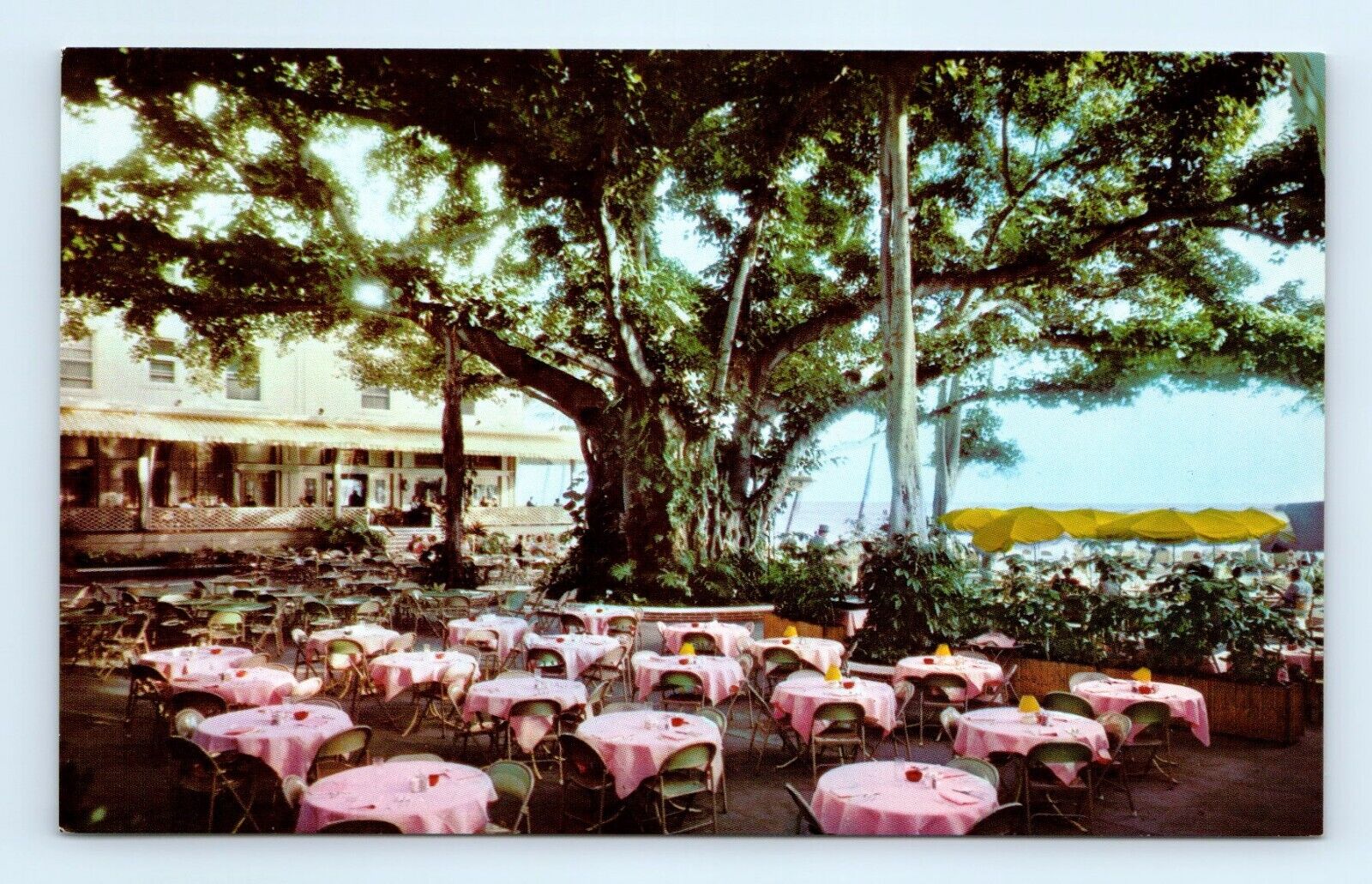 Moana Hotel Banyan Court Lani Honolulu HI Postcard