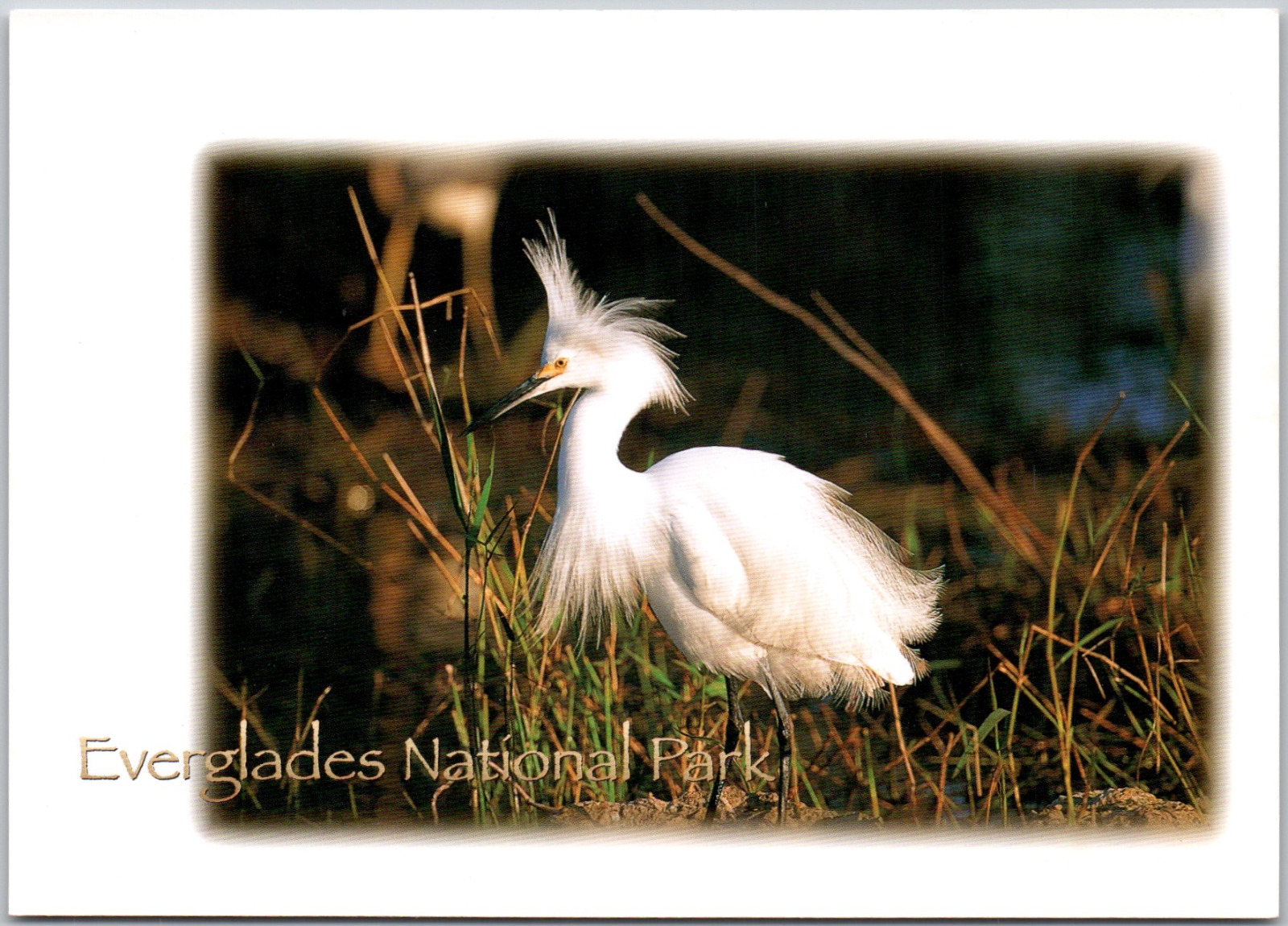 Everglades National Park Florida FL Miami Dade Monroe County Vintage Postcard