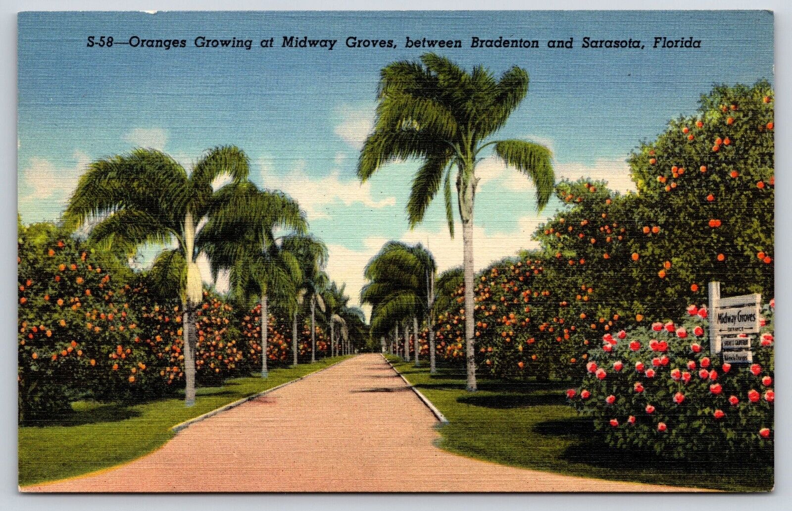 Sarasota FL-Florida, Oranges Growing At Midway Groves, Antique Vintage Post Card