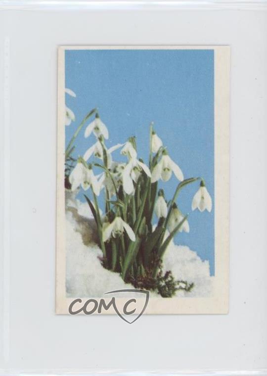 1972 Trucards Flowers Snowdrop (Galanthus) #5 2u3