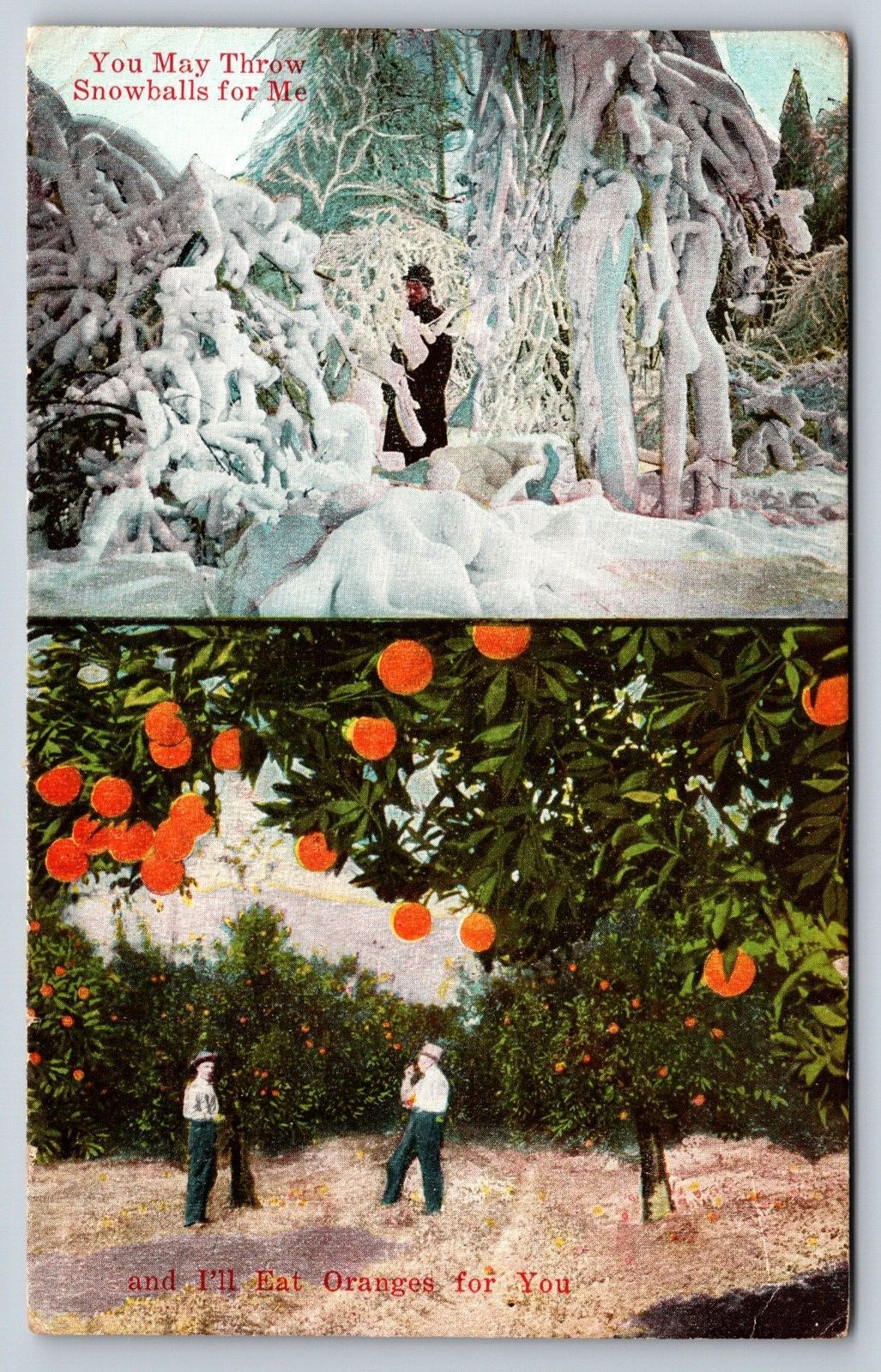 Vintage Postcard, Oranges, Snow, 1920, Los Angeles California