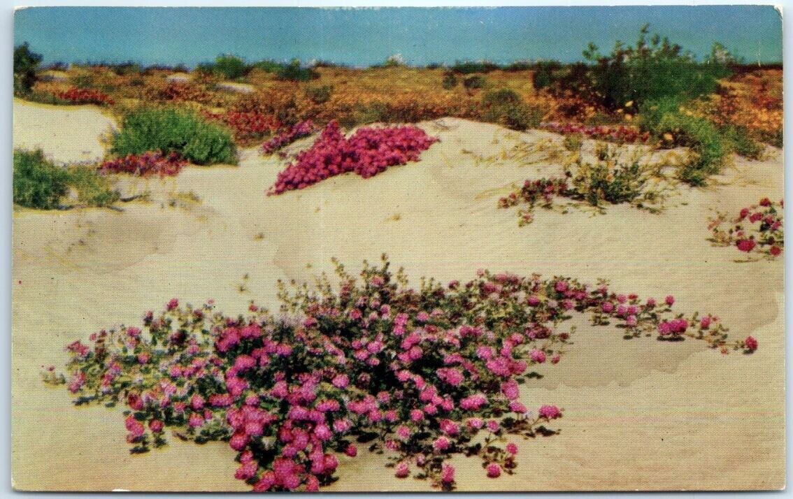 Postcard - Desert Verbenas On The Sand Dunes