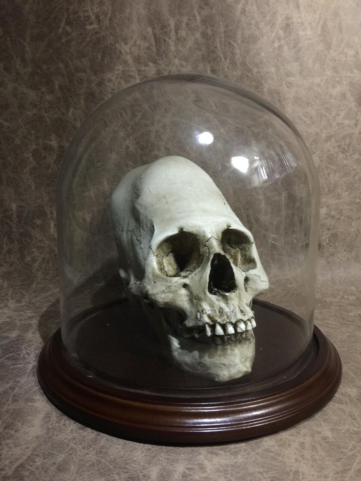 Dome Combo - Peruvian Elongated Human skull RESIN REPLICA ,  - Zane Wylie